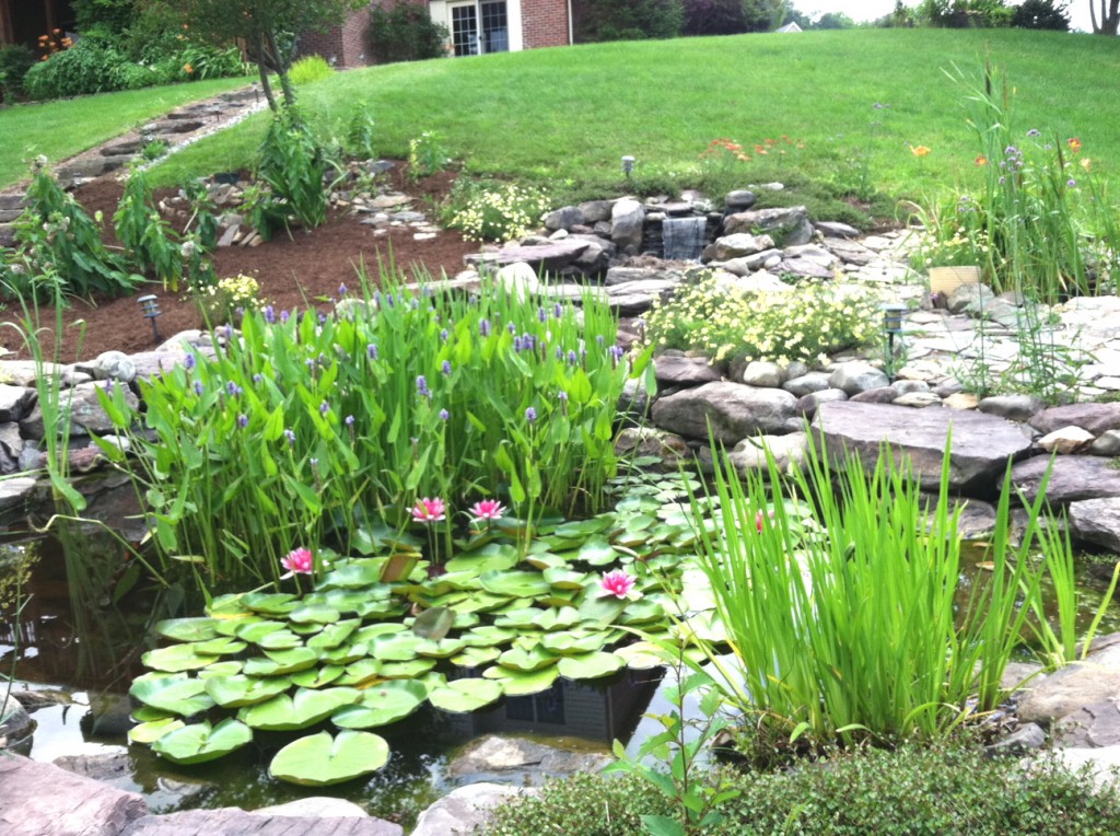 Story of a Water Garden | Main Street Landscape